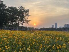 -海珠湖公园