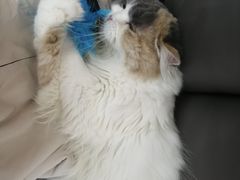 -喵园·猫主题咖啡厅·撸猫·猫咖(国贸店)