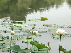 -昆山城市生态森林公园