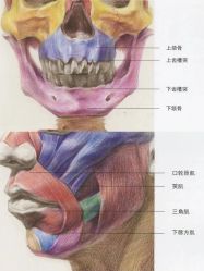 点击看大图 -智美品质医美