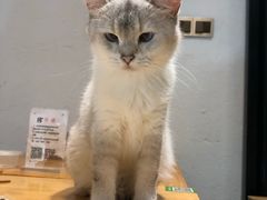 -猫色咖啡·猫咖