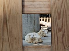 -广州长隆飞鸟乐园