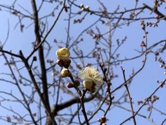 -梅花山(明孝陵内)