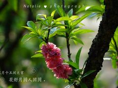 -南国桃园旅游度假区