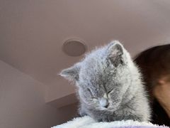 -喵zoo家庭繁育猫舍(尖东智能花园店)