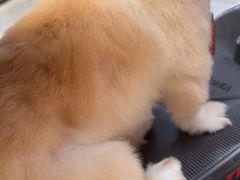 -博特宠物医院24h犬猫全科.骨科·异宠