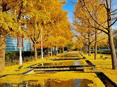 -八大关景区