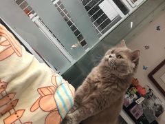 -我爱猫咪·猫咖·狗咖·安哥拉兔·羊驼咖(小寨华旗店)