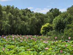 -东郊湿地公园