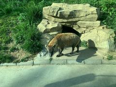 -北京野生动物园