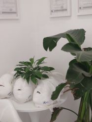 -紫御国际抗衰ZOE ANTI AGING