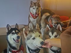 -Husky Go! 哈士奇体验馆·宠物咖啡厅狗咖