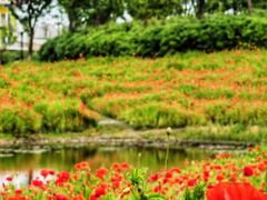 -春花秋色城市公园