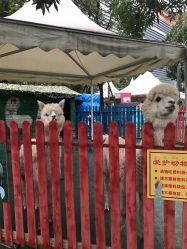 -萌宠亲子动物乐园(槐房万达店)