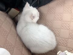 -东方名猫馆·英短金渐层布偶猫舍(环线广场1号楼店)