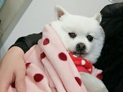 -爱侣·安琦尔宠物医院·中兽医针灸·心内科·狂犬免疫点(宝山区院)