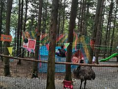 -重庆睡佛山森林公园