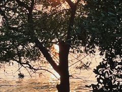 -宝安西湾红树林湿地公园