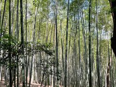 -上海佘山国家森林公园天马山园