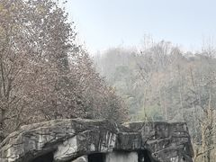 -都江堰中华大熊猫苑