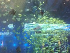 -瑞德姆美人鱼海底演艺主题餐厅(亚龙湾店)