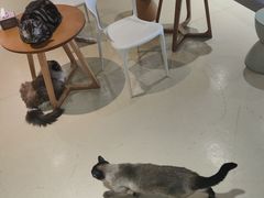 -藏猫猫咖啡主题馆(中央大道店)