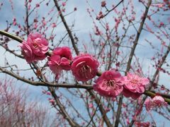 -花开海上生态园
