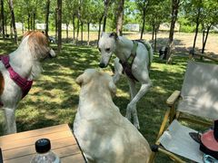 -爪吧宠物乐园 (温榆河示范区店)