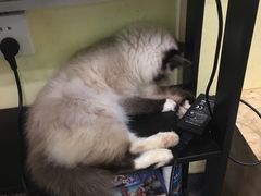 -猫色咖啡·猫咖