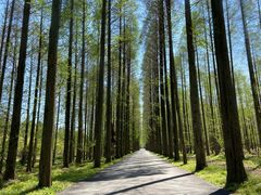 -黄海国家森林公园