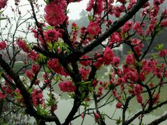 -南国桃园旅游度假区