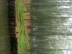 android_upload_pic-同里国家湿地公园
