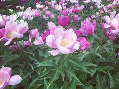 -长春公园(普阳街道)