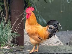 -木子山庄·安徽省老字号·中国炖锅宴