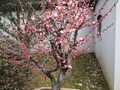 -无锡梅园公园