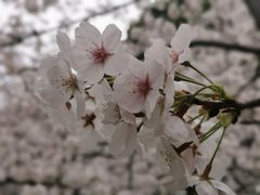-高东镇樱花园