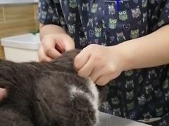 -爱侣宠医·鹦鹉专科·小型哺乳类·异宠专科(灵石路店)