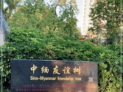 -中缅友谊树