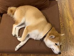 -柴务处·柴犬主题狗咖