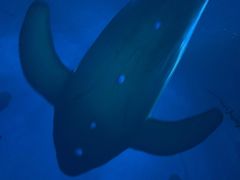 -济南方特东方神画