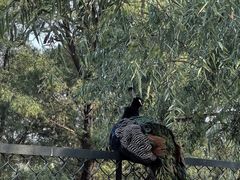 -北京麋鹿生态实验中心