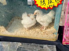 -中环花鸟鱼虫市场