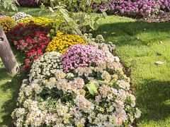 -上海共青森林公园