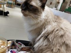 -藏猫猫咖啡主题馆(中央大道店)