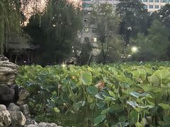 -莲湖公园