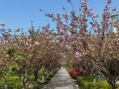 -高东镇樱花园