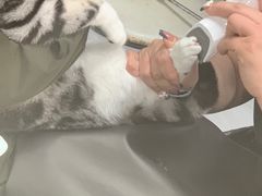 -宠福鑫康馨动物医院·骨科·眼科