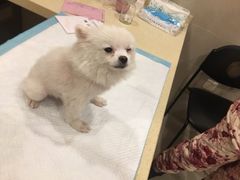 -艾贝尔宠物医院·24H转诊中心·肿瘤猫专科(江宁双龙店)
