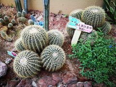 -正佳雨林生态植物园