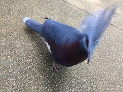 -新加坡飞禽公园